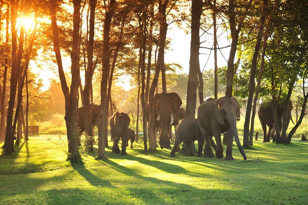 Three Cities Thorntree River Lodge Livingstone Dış mekan fotoğraf